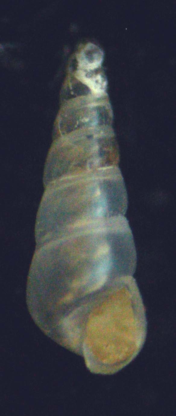 eulimella